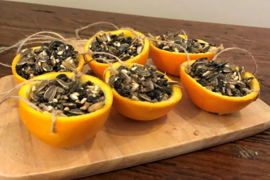 pike bird seed in oranges