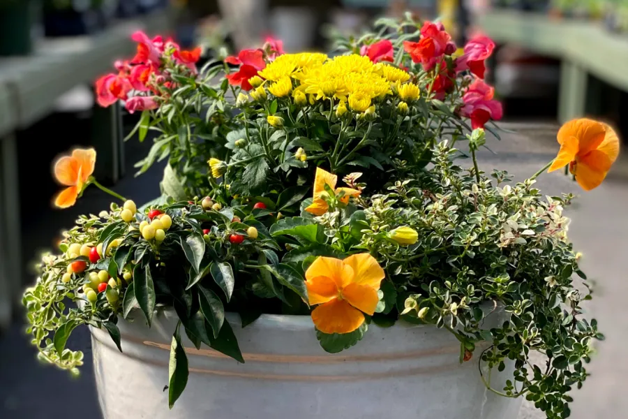 full sun container garden DIY