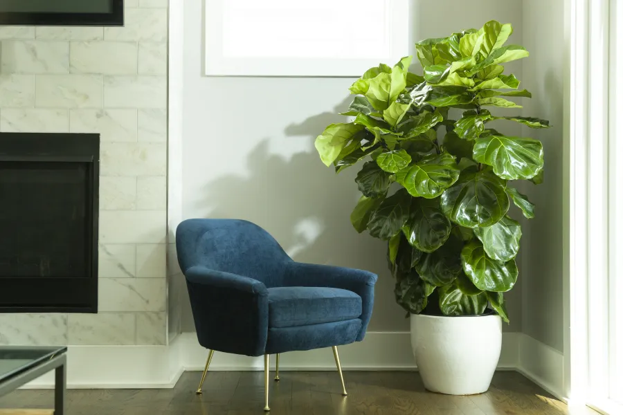 tall fiddle leaf fig in living room with blue chair