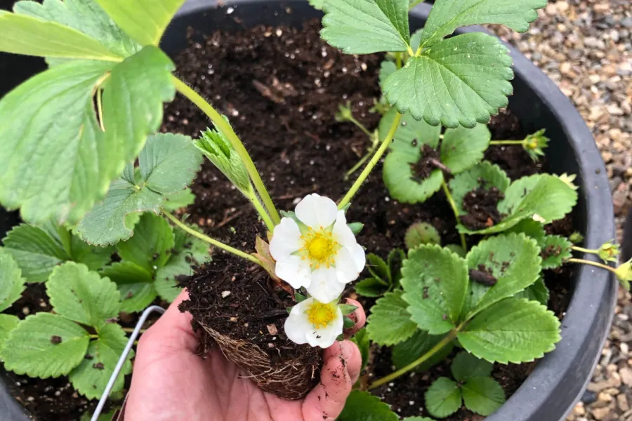 planting strawberries