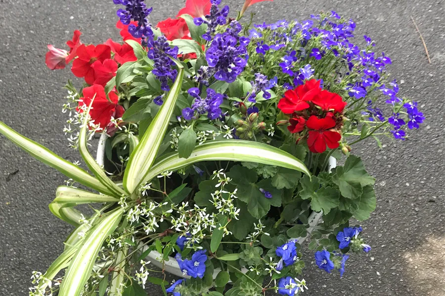 Patriotic Summer Container Garden