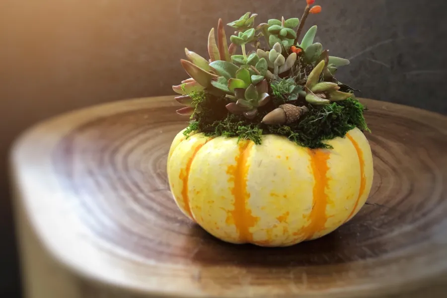 Mini Succulent Pumpkin Workshop