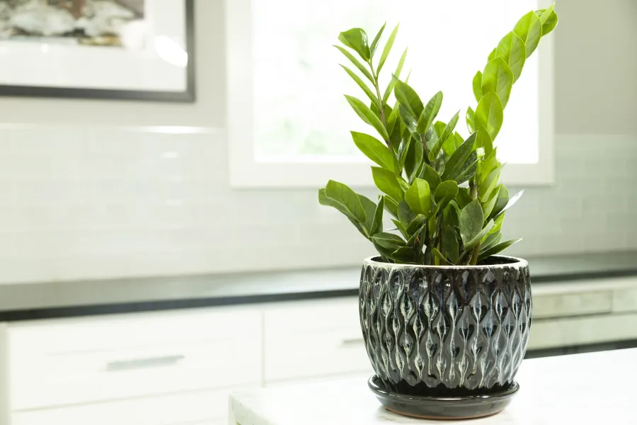 houseplant on a kitchen counter