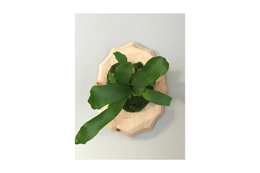 a close up of a flower