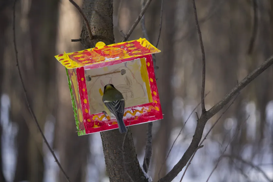 bird feeder cardboard milk carton do it yourself