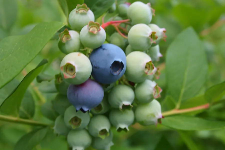 planting blueberries