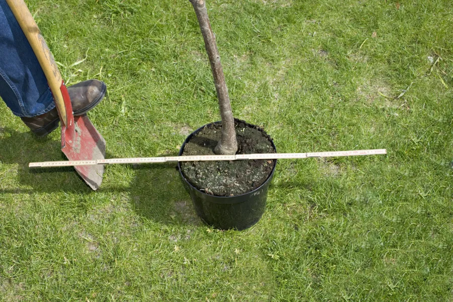 tree in a pot about to be planted in the ground