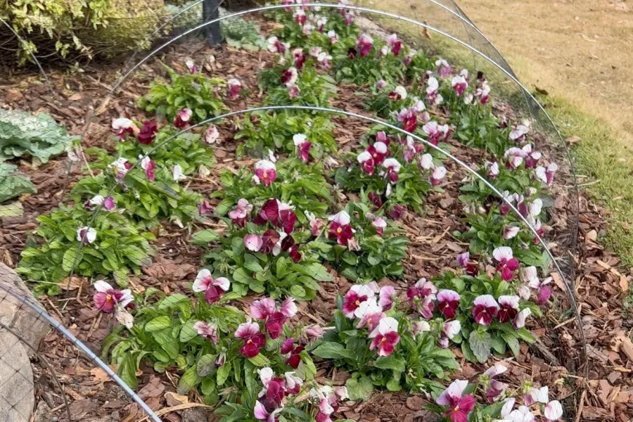 a garden with flowers