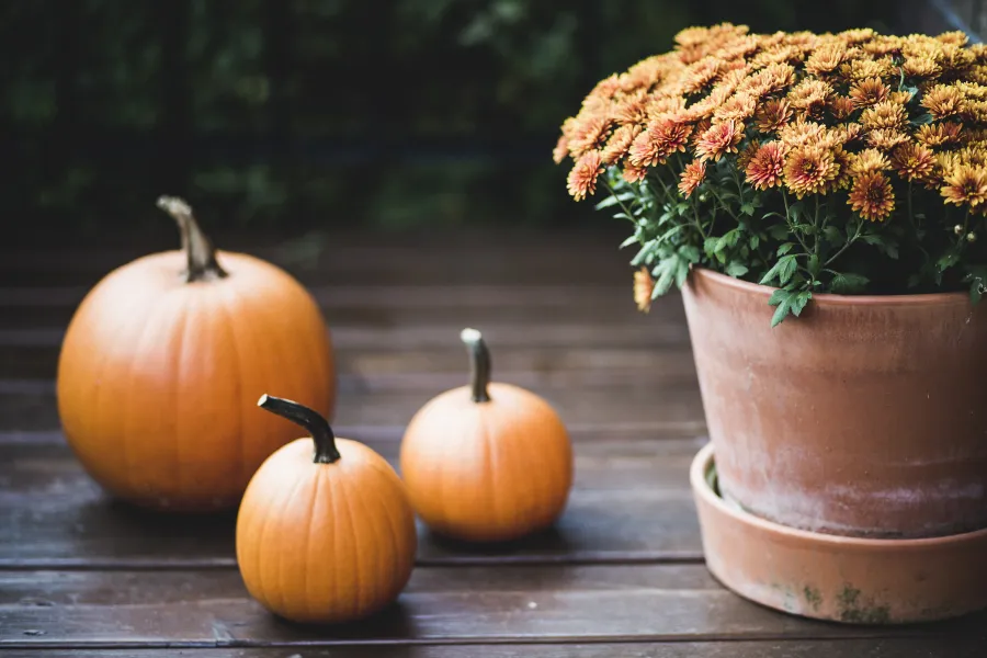 orange pumpkins on deck next to mum
