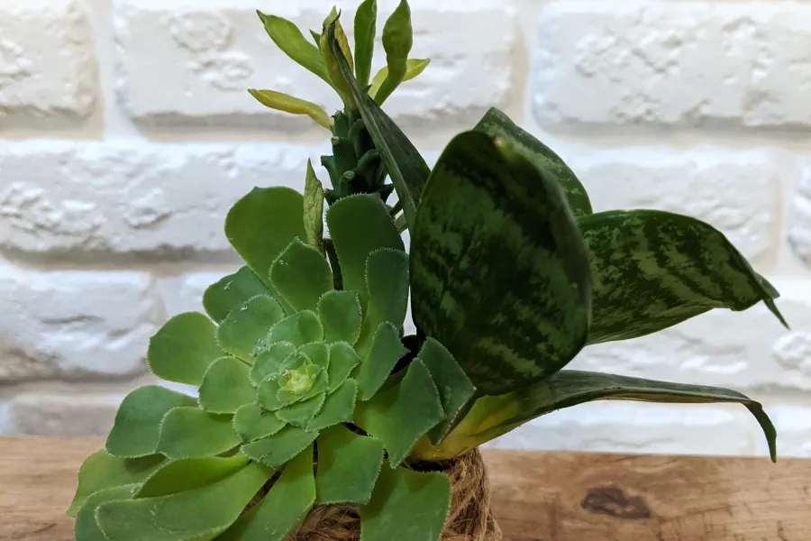 a vase sitting on top of a green plant