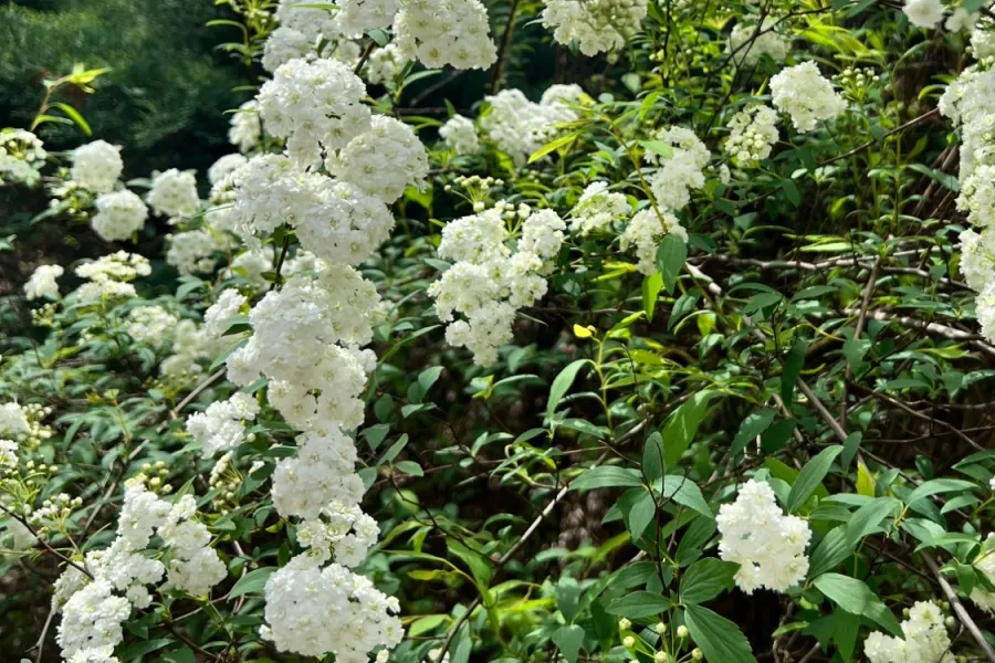 a bush with purple flowers