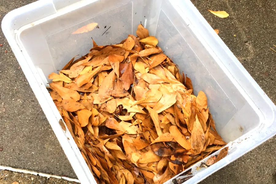 organic soil compost leaves plastic bin healthy