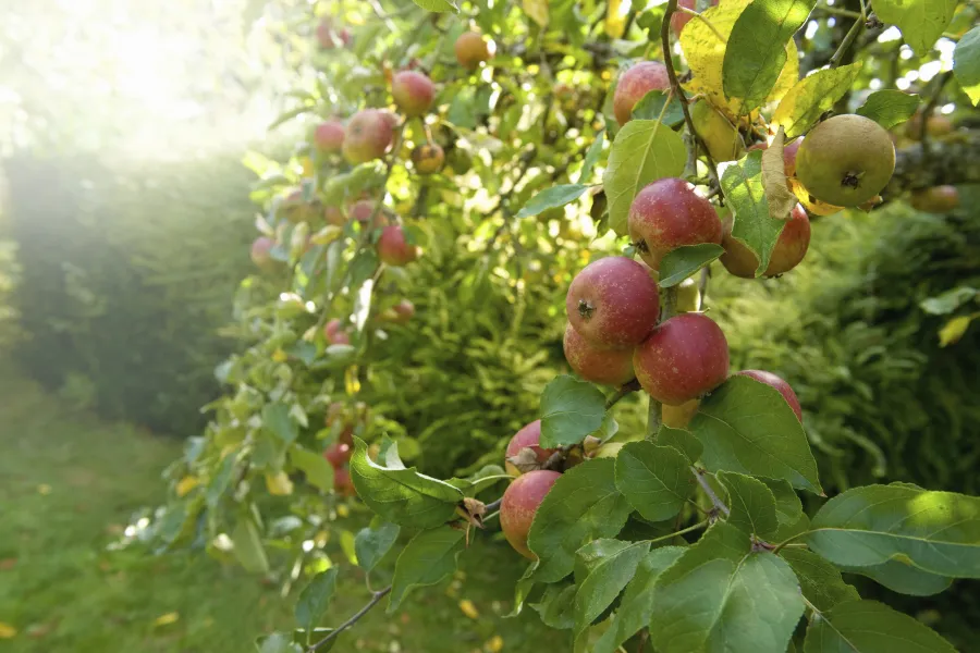 a close up of a fruit hanging from a tree