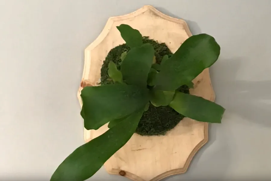 a piece of cake sitting on top of a green leaf