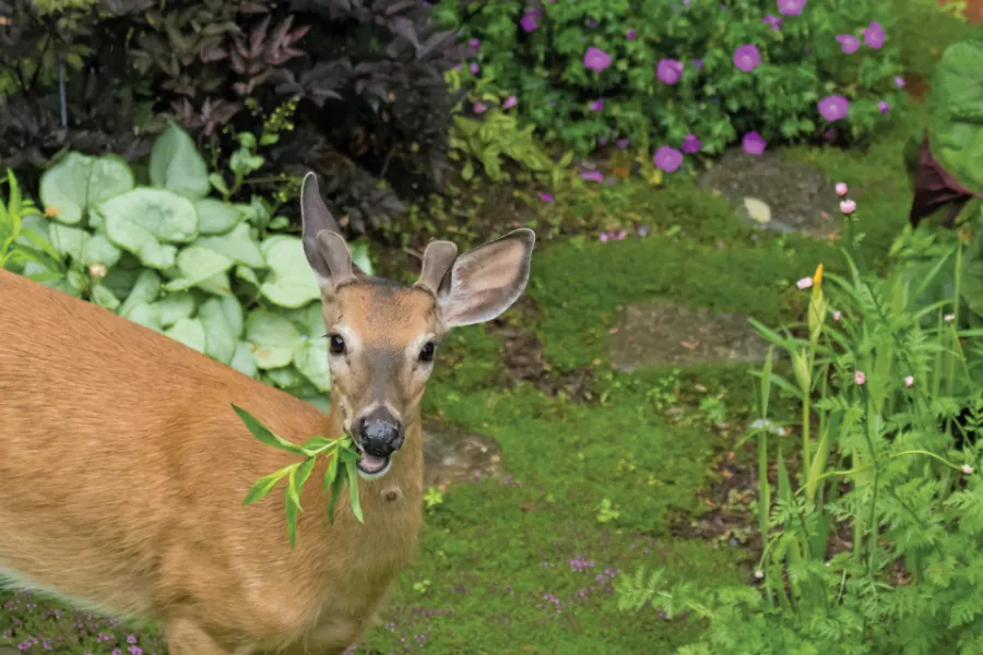 Deterring Deer | Pike Nurseries