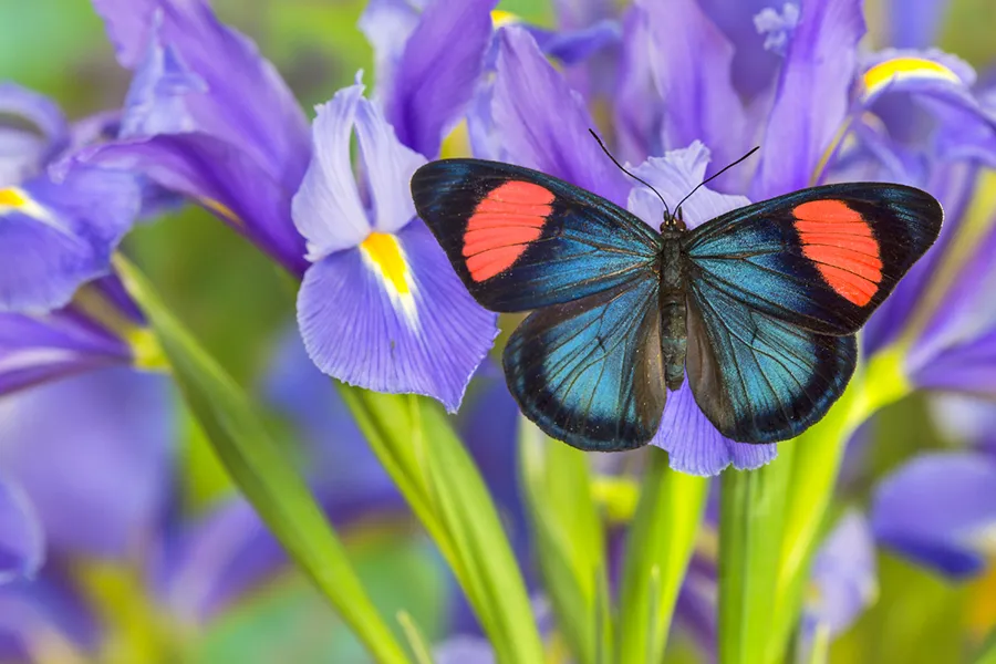 a butterfly on leaf