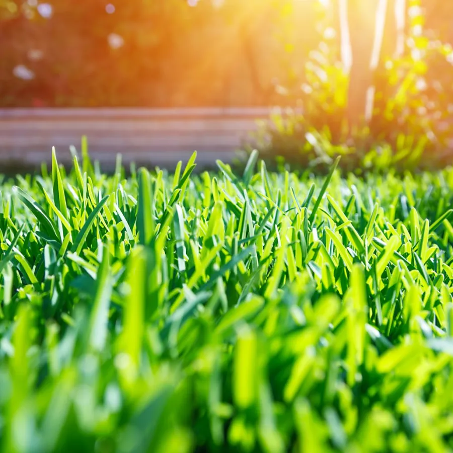 Close-up of vibrant green grass blades with sunlight and garden background in soft focus.