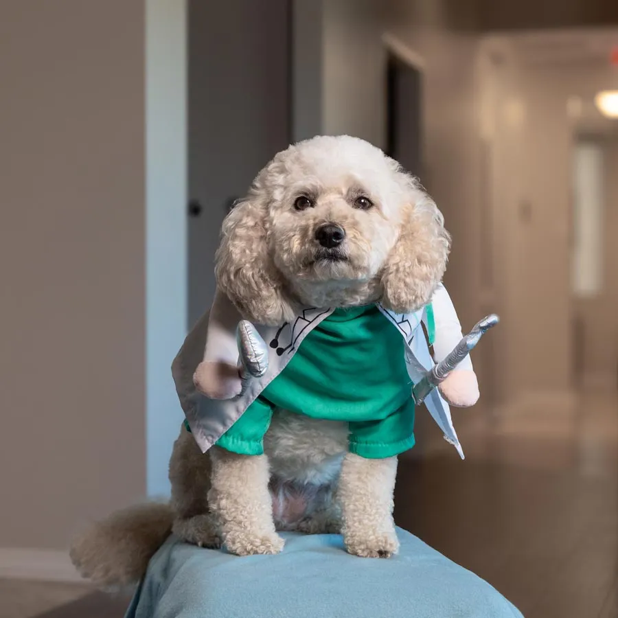 Small white fluffy dog wearing a green shirt and a small costume cape sitting indoors on a blue cushion.
