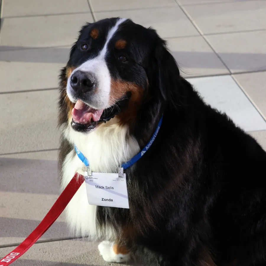 Happy Bernese Mountain Dog wearing a name tag and red leash sitting on tiled floor indoors.