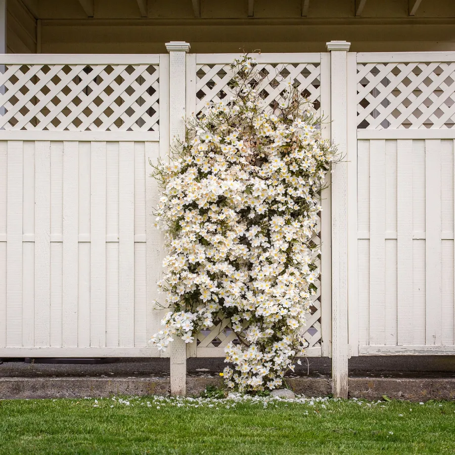 White clematis flowers climbing a cream lattice wood fence in a green grassy backyard