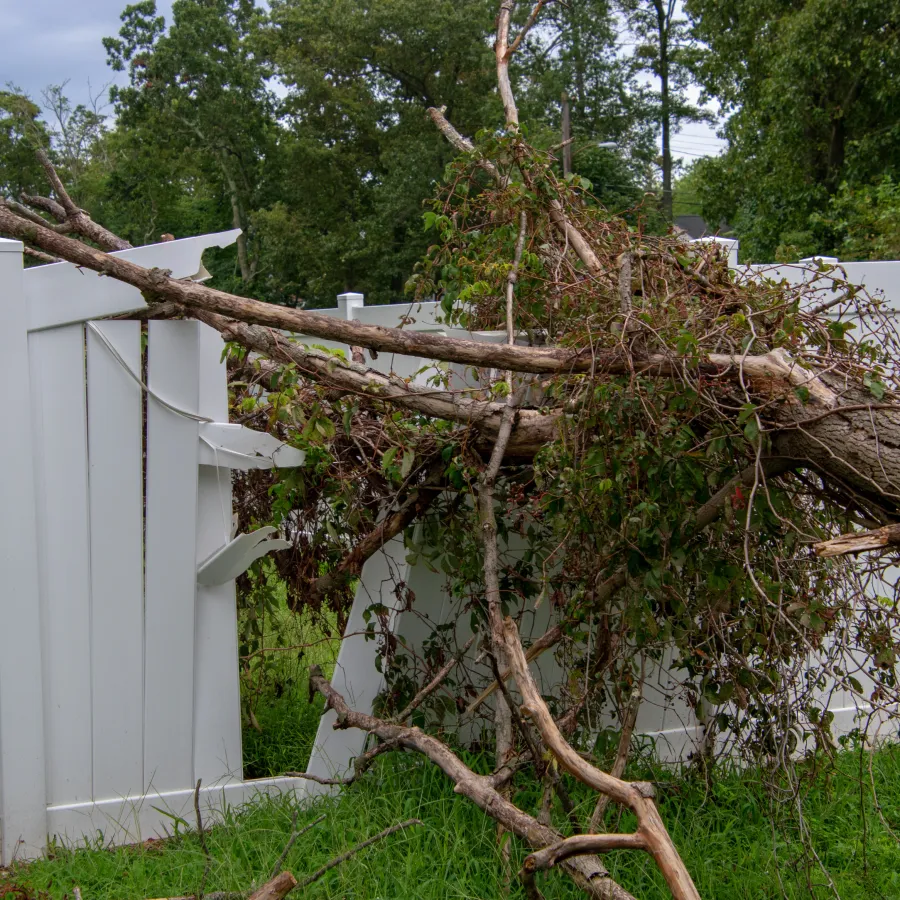 a tree that has fallen on a fence