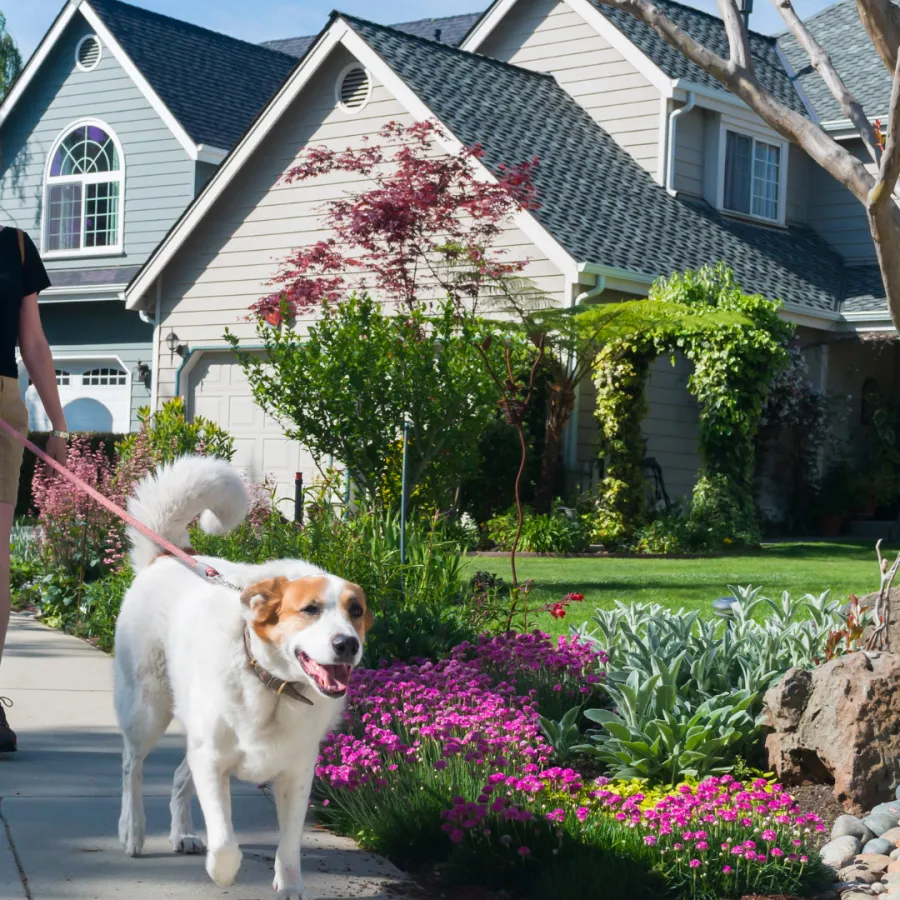 Woman walking a dog on a sunny day in a colorful, landscaped neighborhood.
