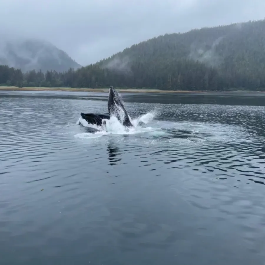 a whale jumping out of the water