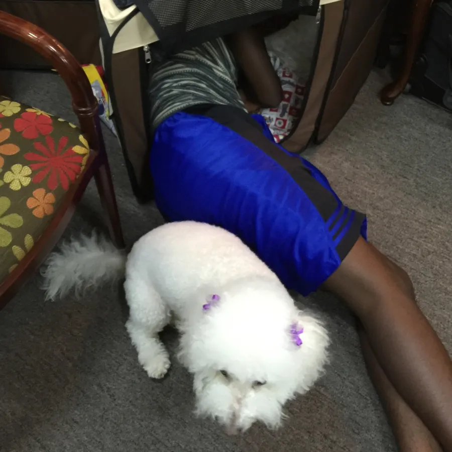 a dog wearing a shirt