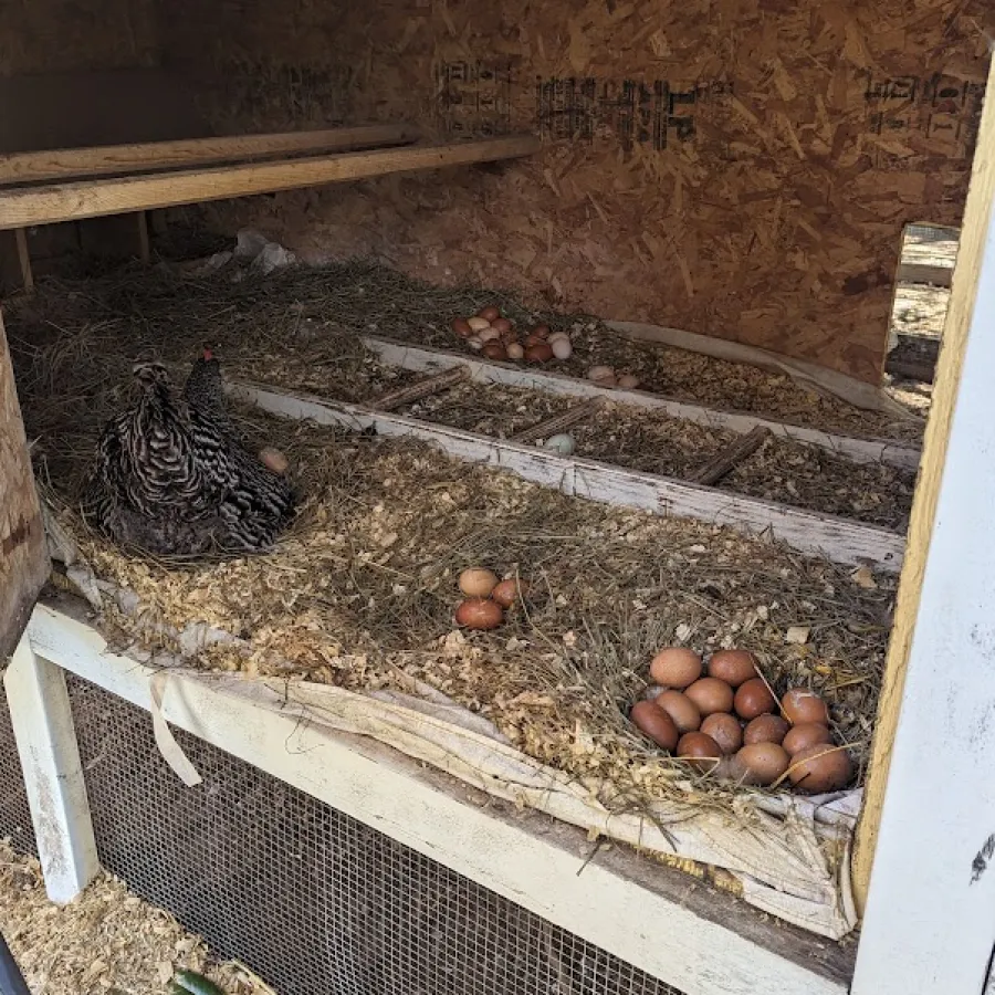 a chicken in a coop