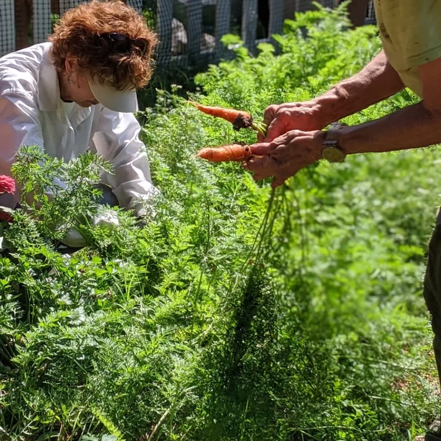 a man and woman looking at a carrot in a garden