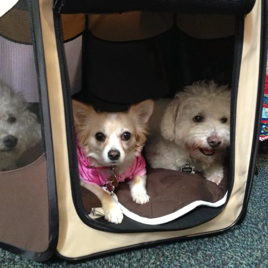 a group of dogs in a dog bed