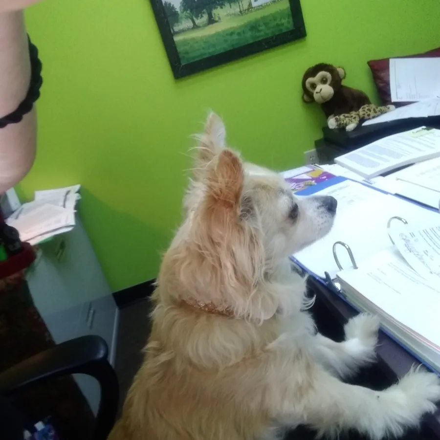 a dog sitting on a person's lap