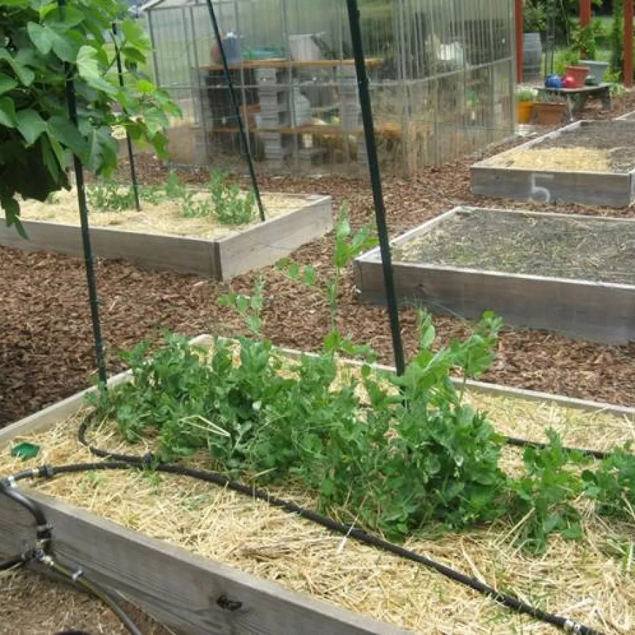 a garden with a fence