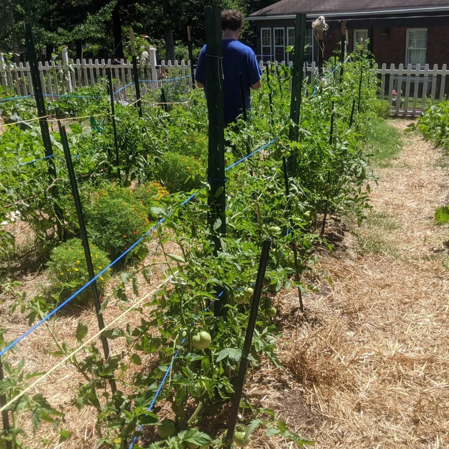a person standing in a garden
