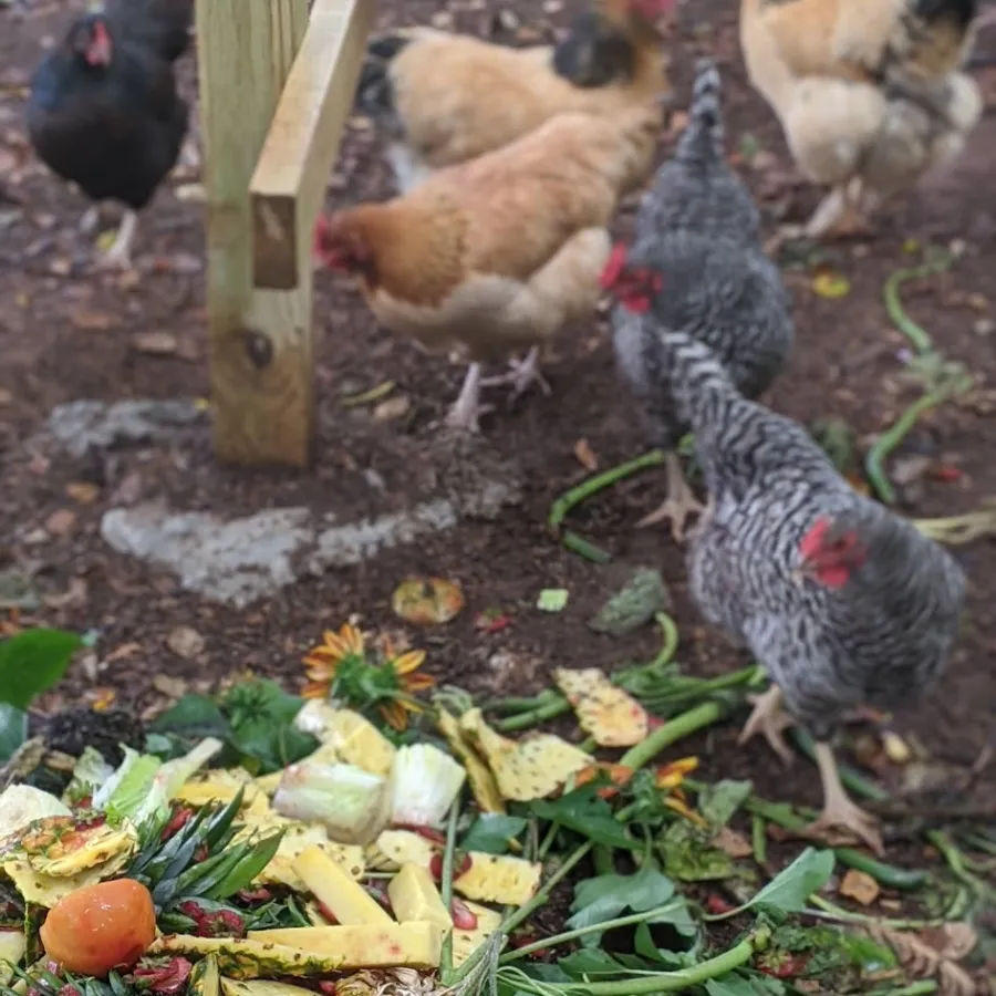 chickens and vegetables in a yard