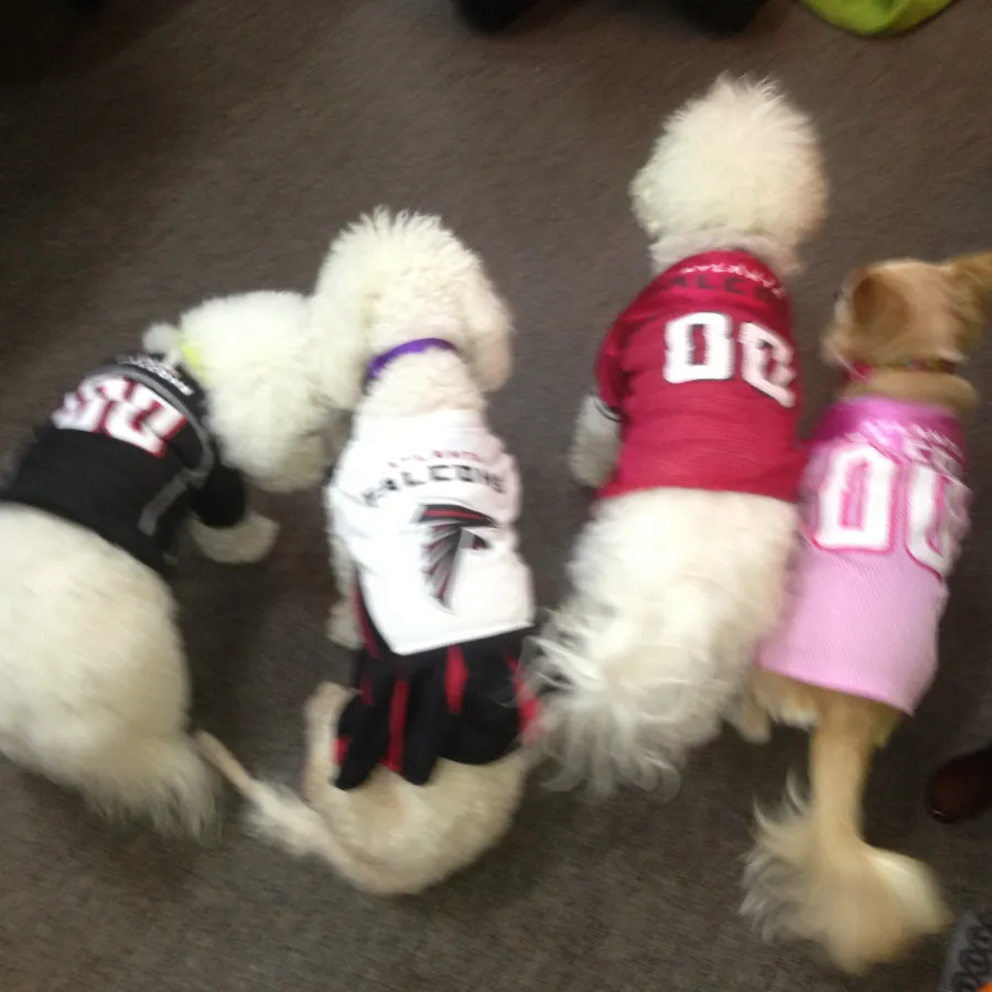 a group of dogs wearing sweaters