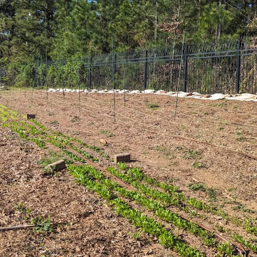 a garden with a fence