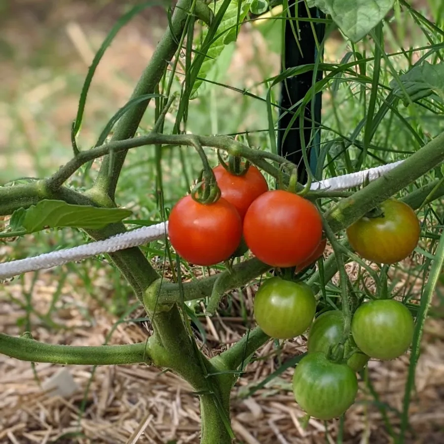 a group of tomatoes growing on a vine