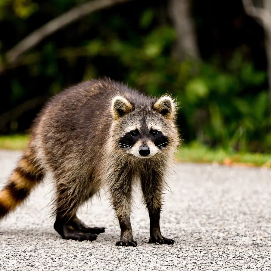 Adult raccoon with distinctive black mask and ringed tail standing on a paved road with green foliage background