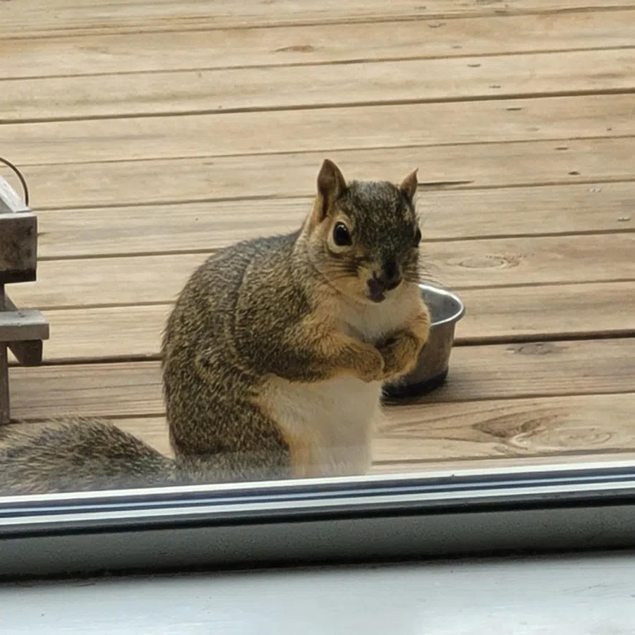 Gray squirrel standing on wooden deck outside looking through a glass door near a metal bowl and wooden furniture.