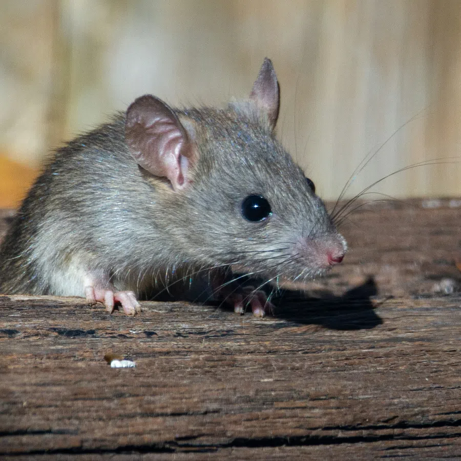 Close-up of a small gray mouse peeking over a wooden surface with blurred background.