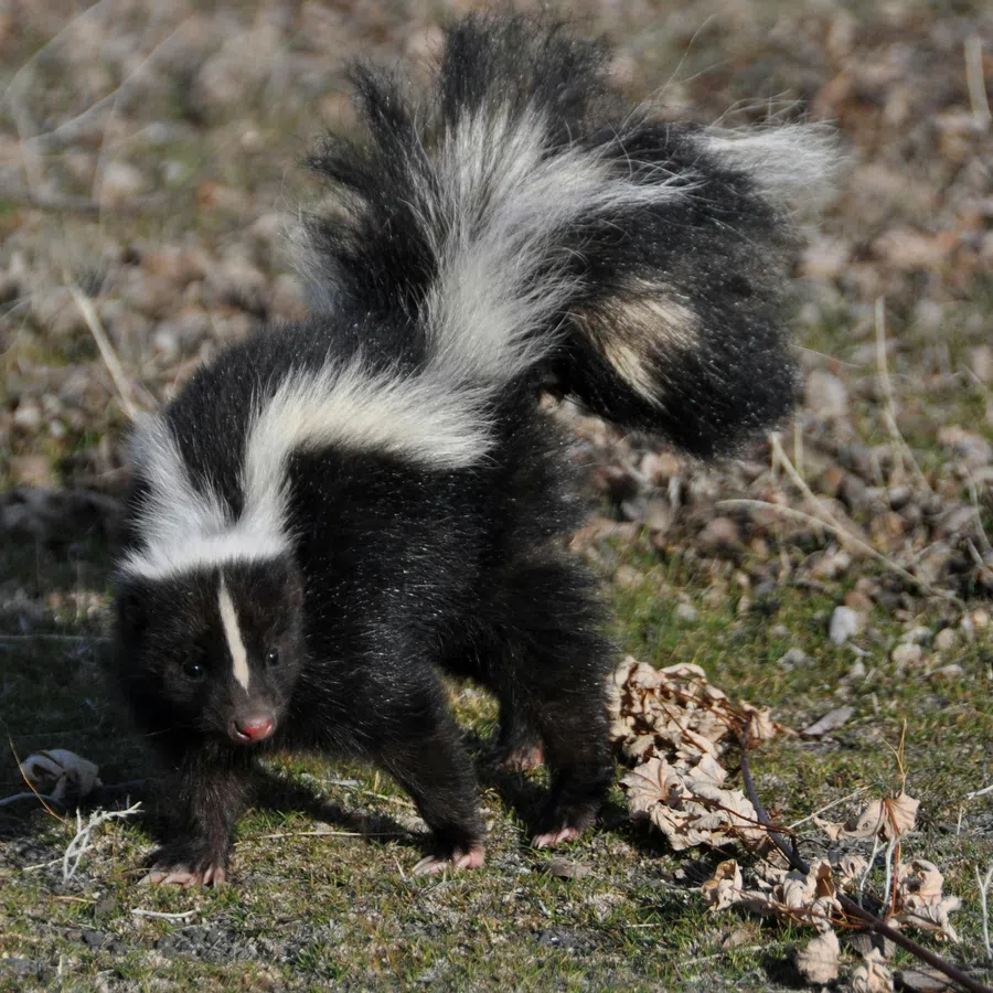 Striped skunk with raised tail walking on grassy ground with dry leaves scattered around.