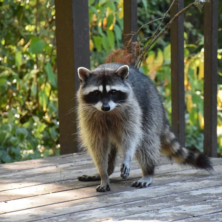 Curious raccoon standing on a wooden deck with green foliage in the background in natural light.