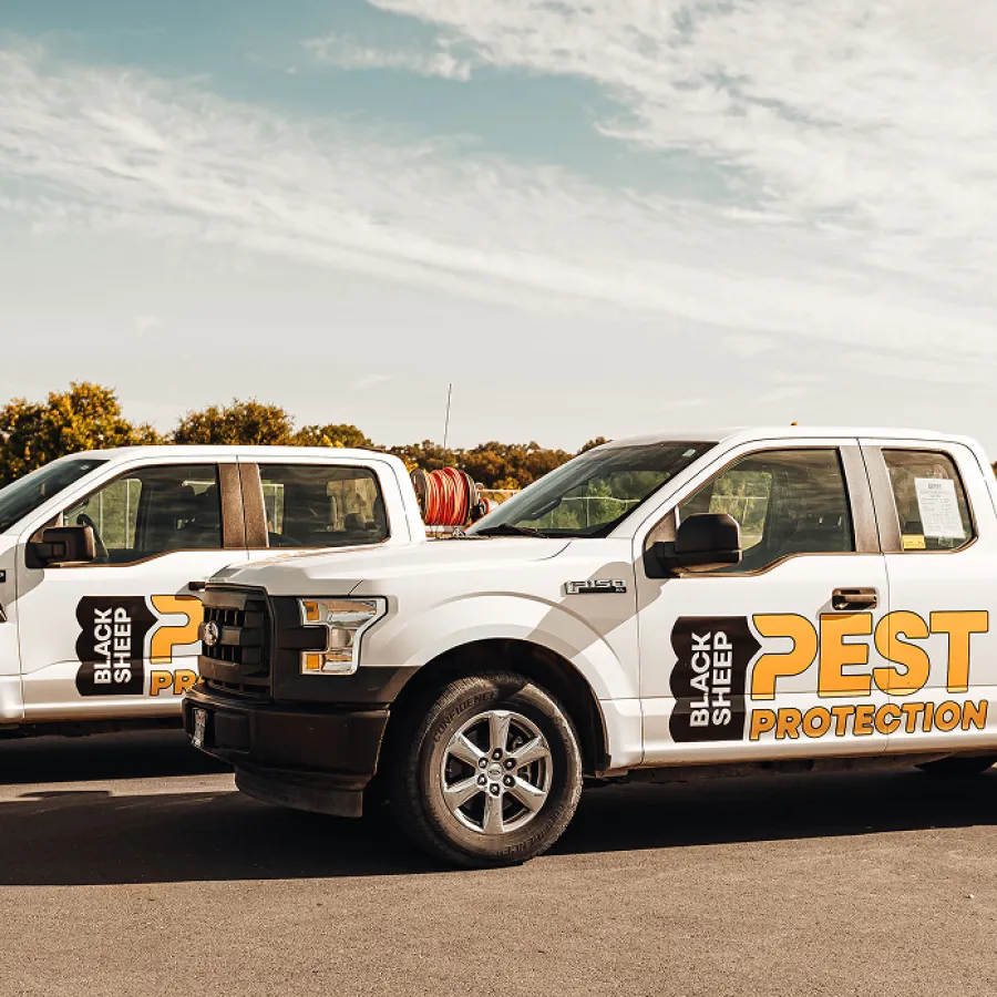 Two white Black Sheep Pest Protection trucks parked outdoors under a cloudy sky