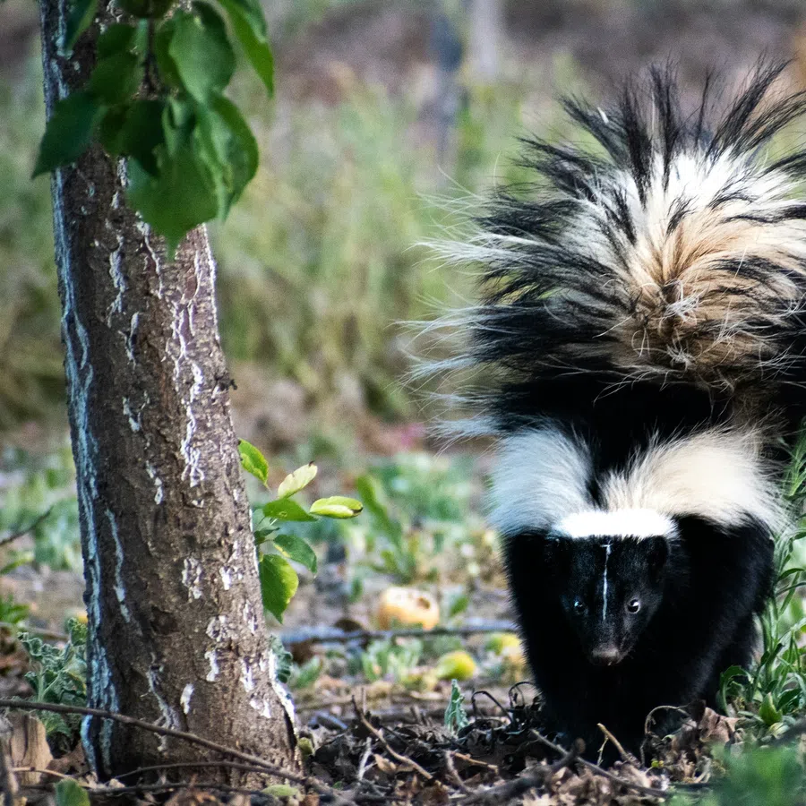 Black and white striped skunk walking near a tree in a forested area with greenery and dried leaves.