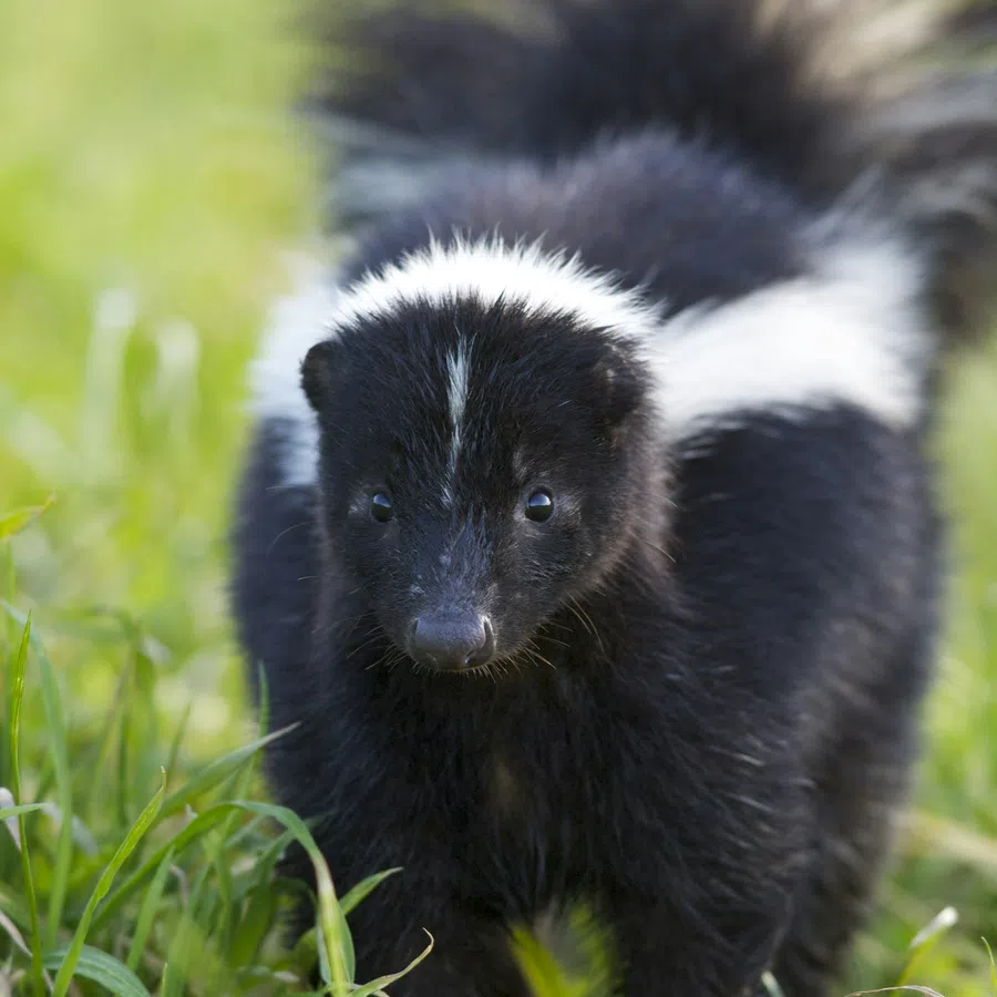 Close-up of a black and white striped baby skunk standing in green grass with soft focus background