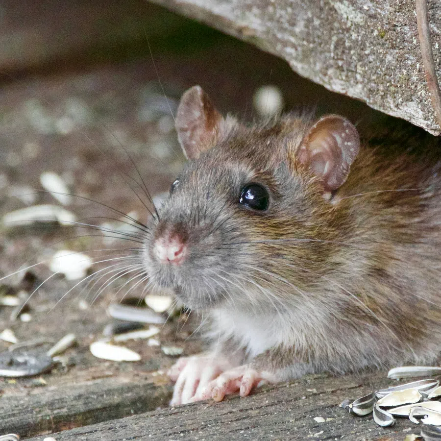 Close-up of a brown rat peeking from under a wooden structure surrounded by scattered sunflower seeds.