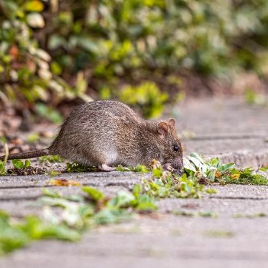 Brown rat sniffing plants on a concrete sidewalk near green bushes in a natural outdoor setting