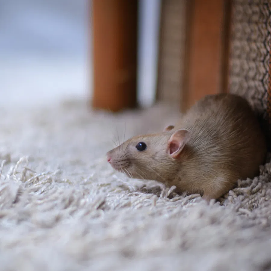 Small brown rat resting on a fluffy white carpet near wooden furniture indoors.