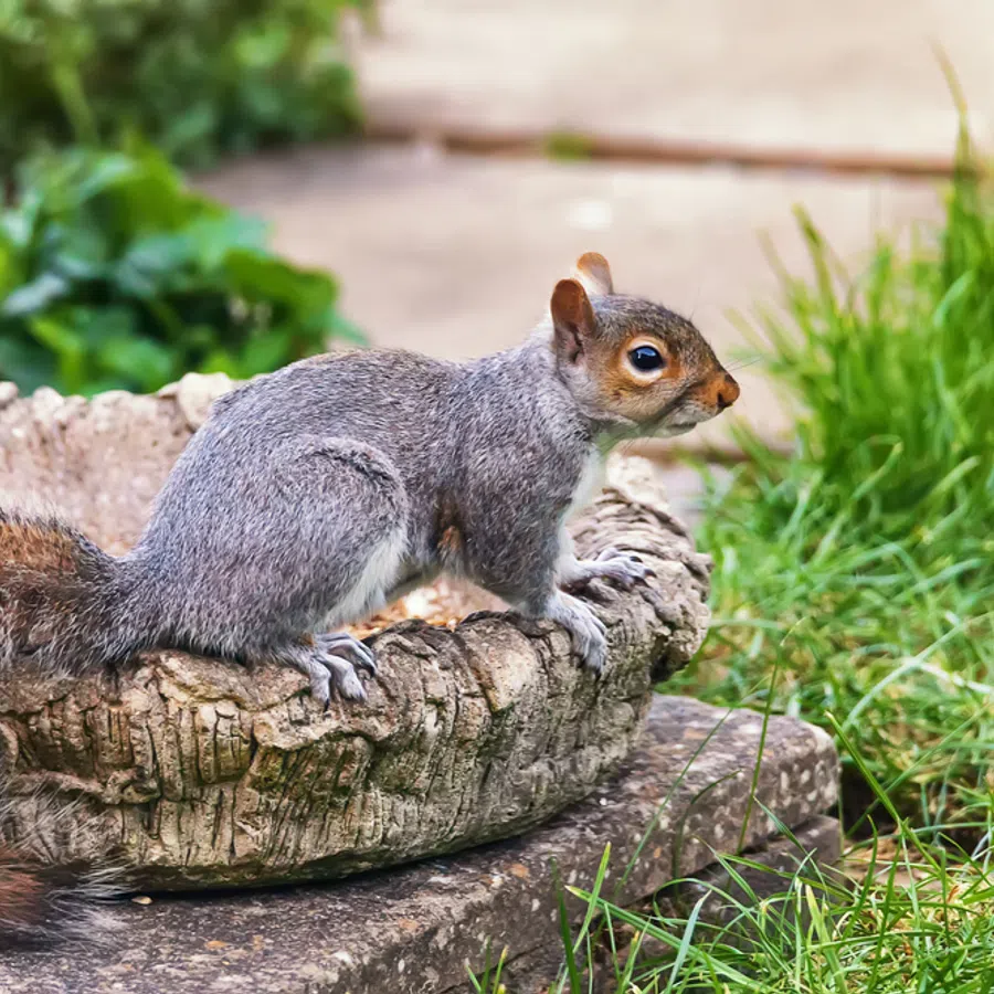 Gray squirrel perched on a textured tree stump in a grassy backyard with a stone path in the background